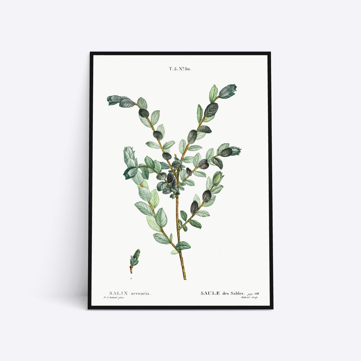 Salix Arenaria - 70x100 cm