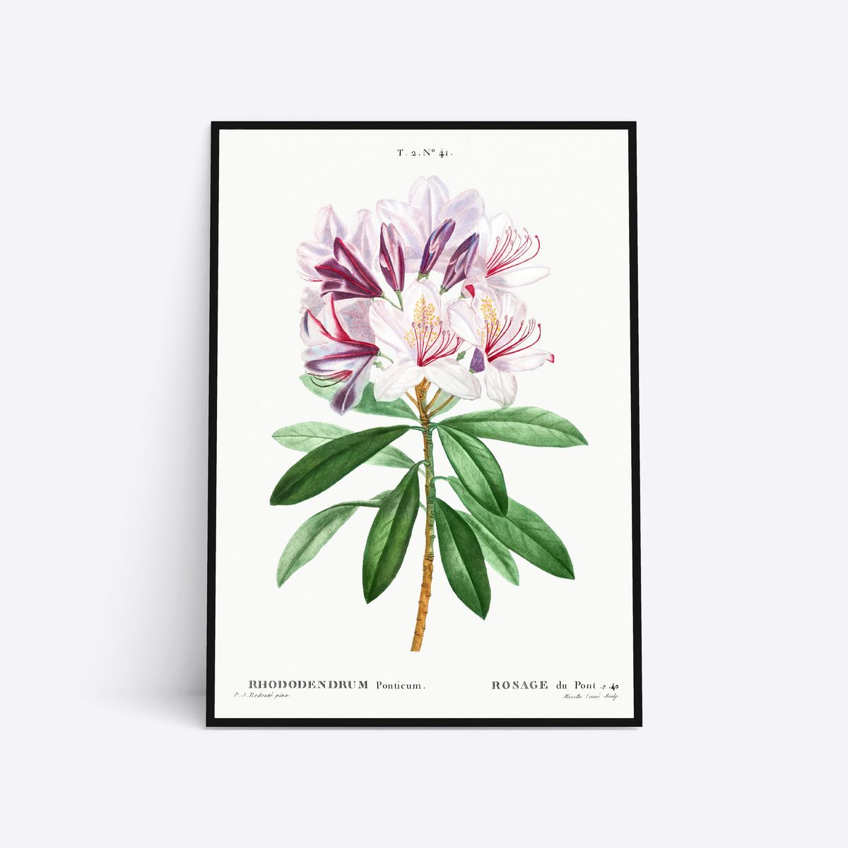 Rhododendrum Ponticum - 21x30 cm