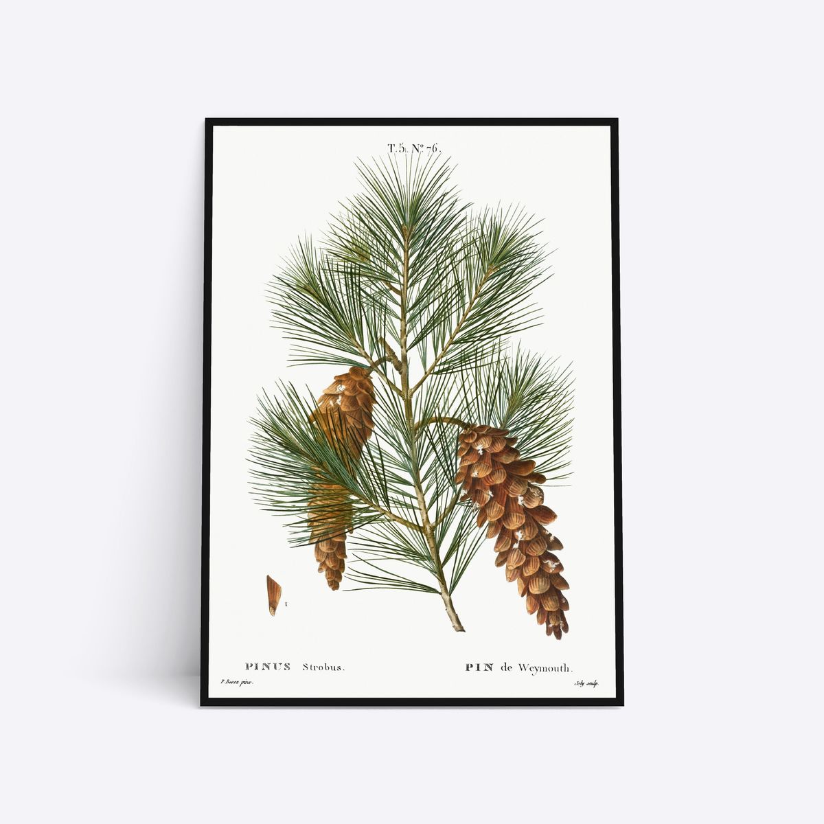 Pinus Strobus - 21x30 cm