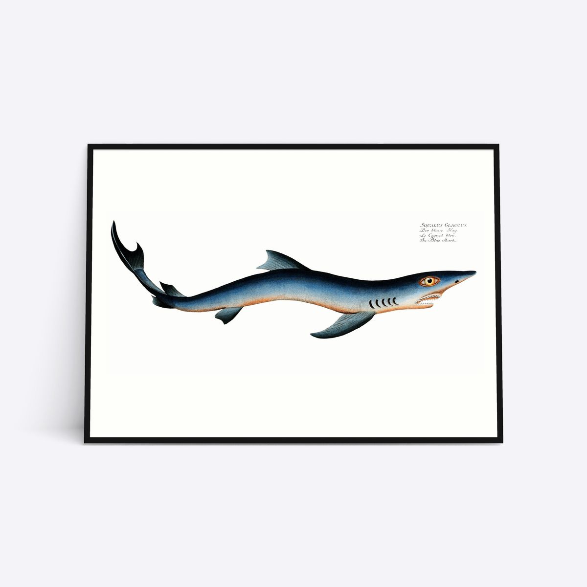 Blue Shark - 50x70 cm