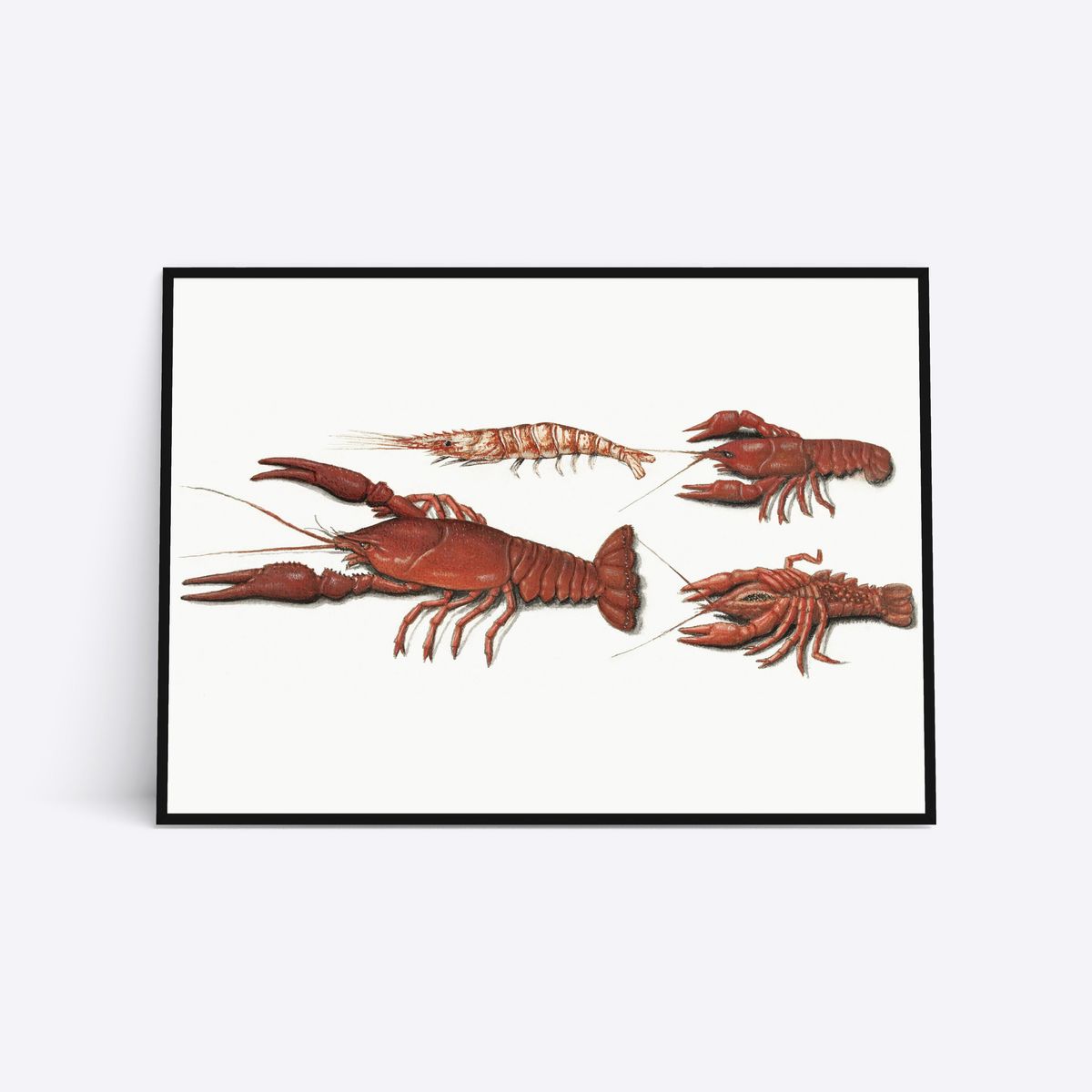 Red Lobster - 50x70 cm