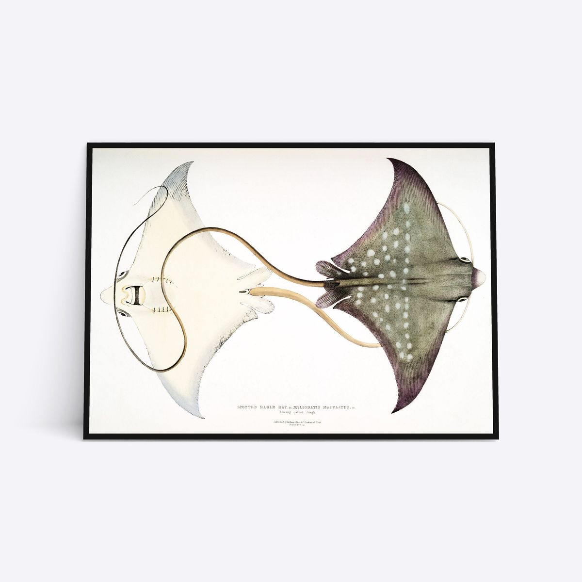 Spotted Eagle Ray - 21x30 cm