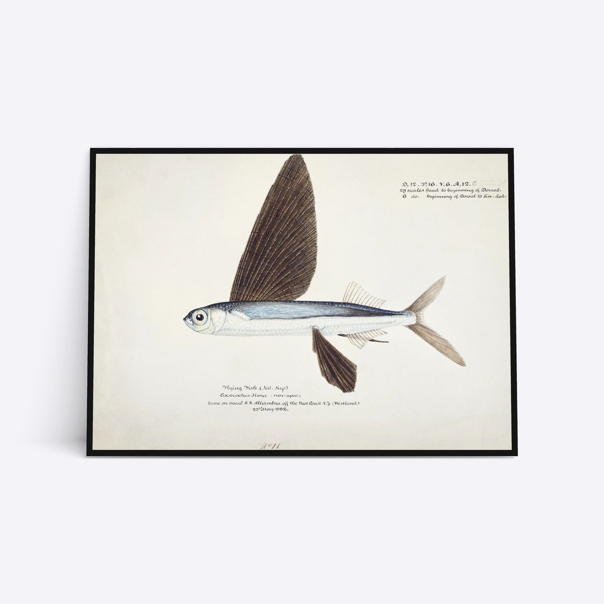 Flying Fish - 50x70 cm