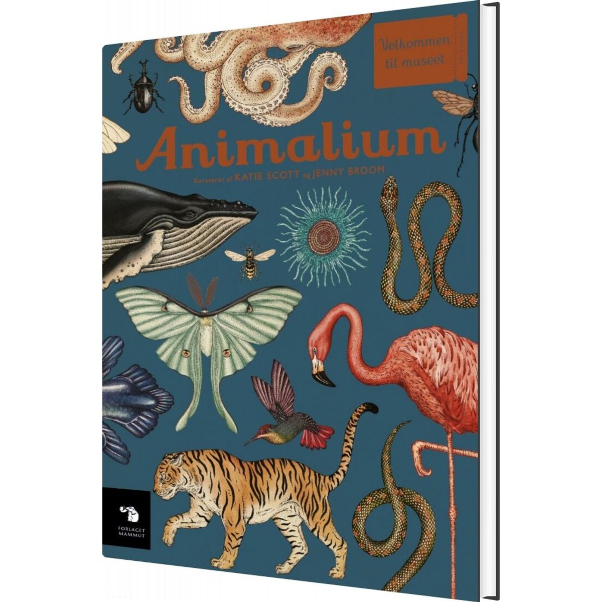 Animalium - Katie Scott - Bog