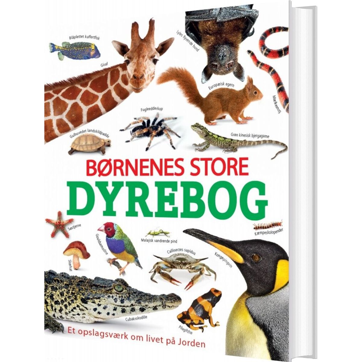 Børnenes Store Dyrebog - Bog