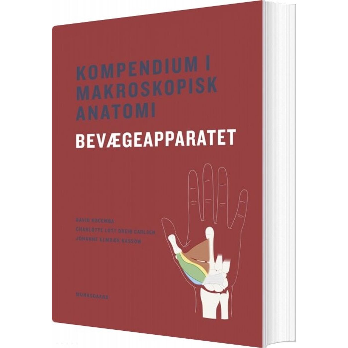 Kompendium I Makroskopisk Anatomi - Bevægeapparatet - David Kocemba - Bog