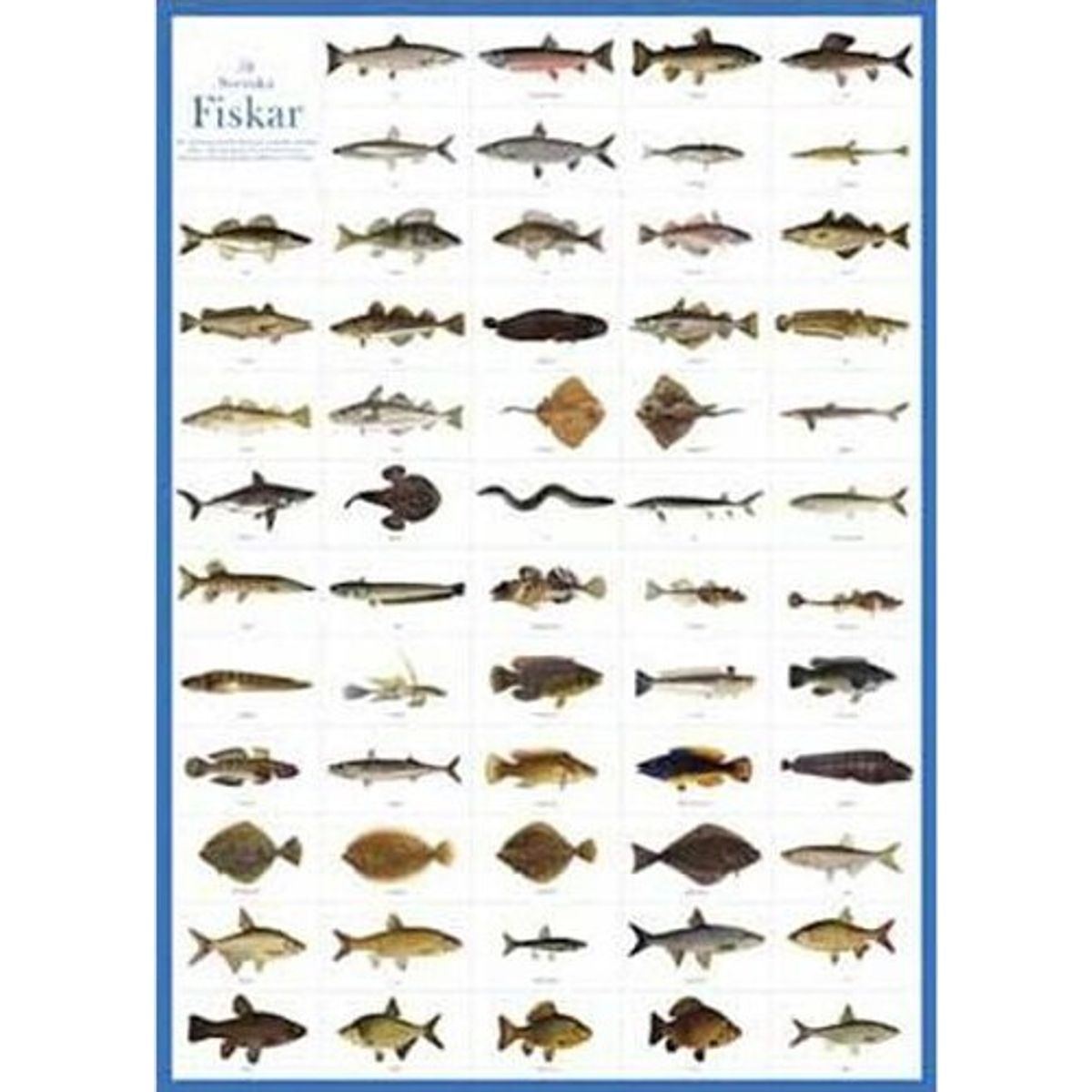 Fiske Plakat - Svenska Fiskar - 50x70 Cm