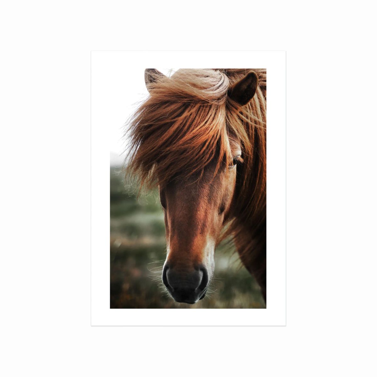 Chestnut Horse