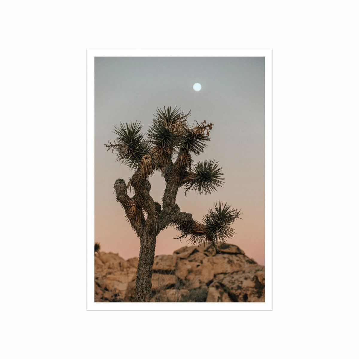 Joshua Tree