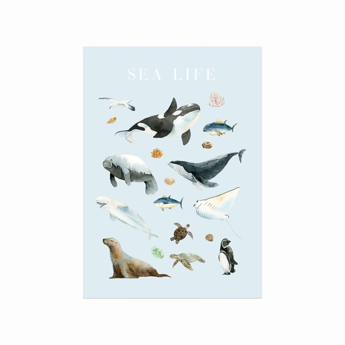 Sea Life