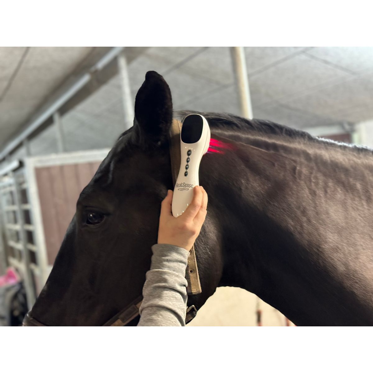 Hest – Home Laser PRO – Heat Sense Horse - Red light therapy