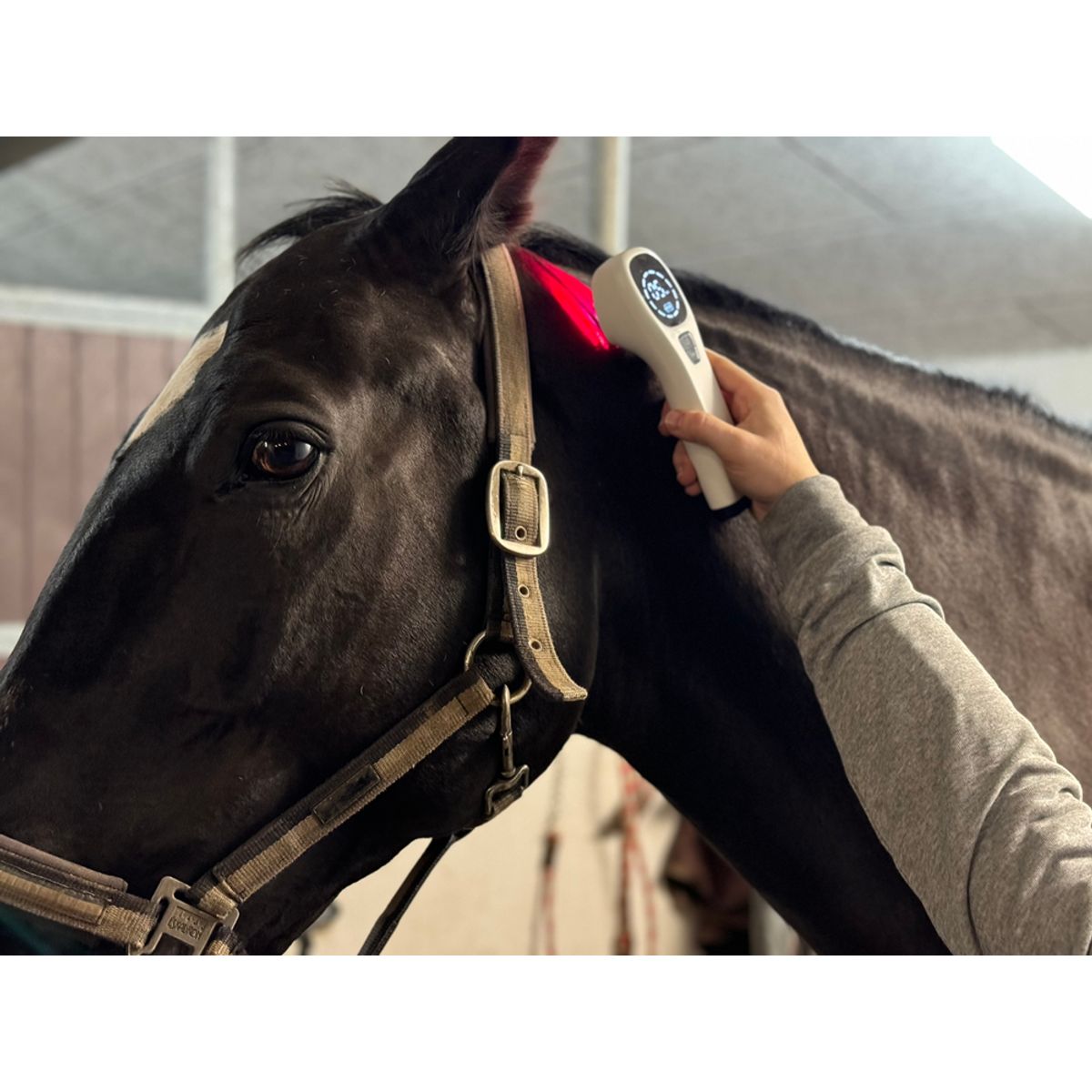 Hest – Home Laser S – Heat Sense Horse - Red light therapy