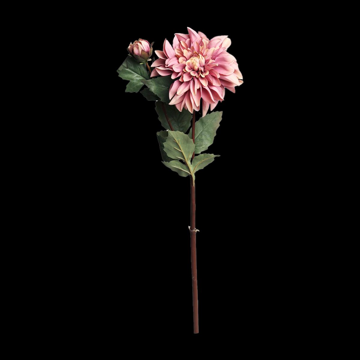 FLEUR Dahlia gammel rosa