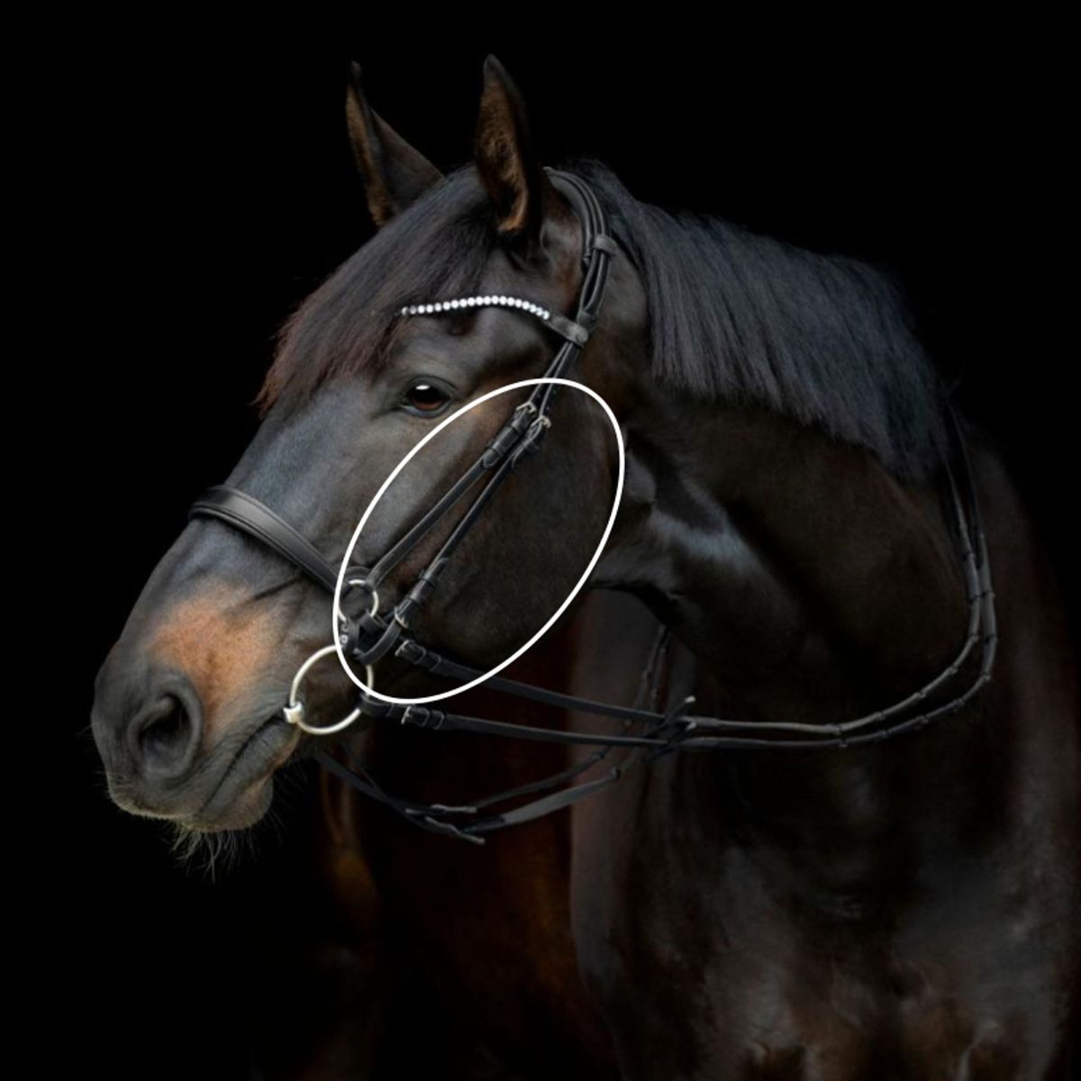 Gentle Bridle Kindstykke (D) | Sort