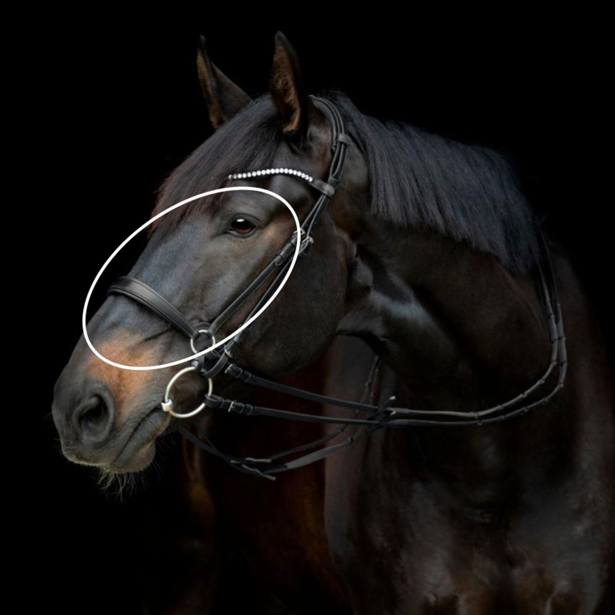 Gentle Bridle Næserem | Sort