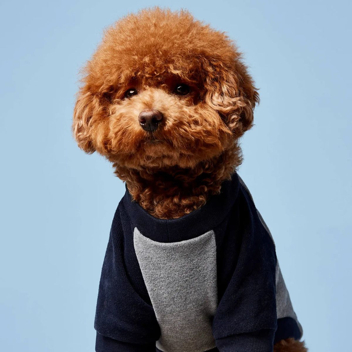 Blinky Sweatshirt // Hundesweater i økologisk bomuld (grå/navy) Medium