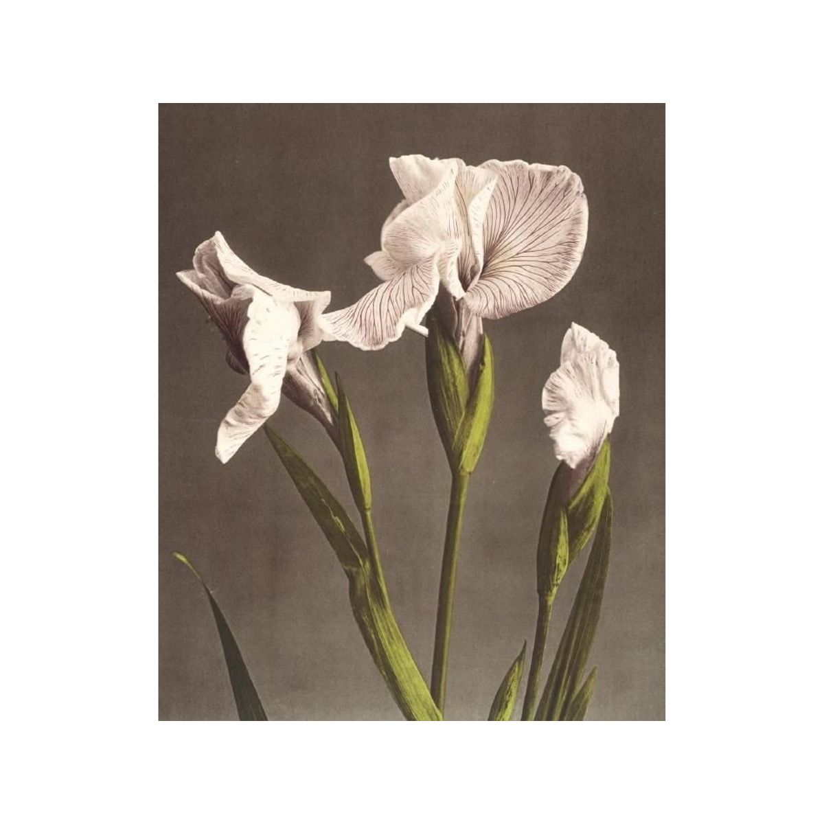 Museums & Galleries Karnet 17X14cm Z Kopert Iris Kaempferi