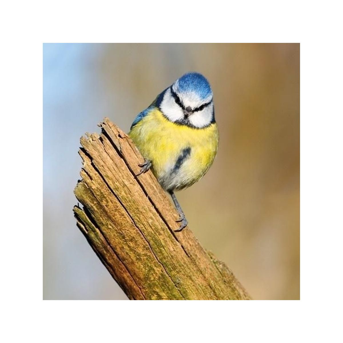 Museums & Galleries Karnet Kwadrat Z Kopert Blue Tit