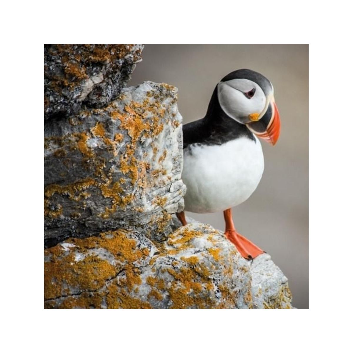 Museums & Galleries Karnet Kwadrat Z Kopert Puffin