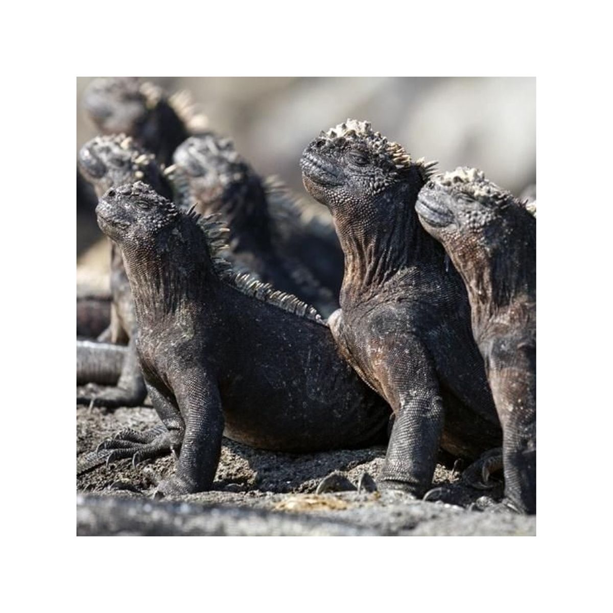 Museums & Galleries Karnet Kwadrat Z Kopert Marine Iguanas