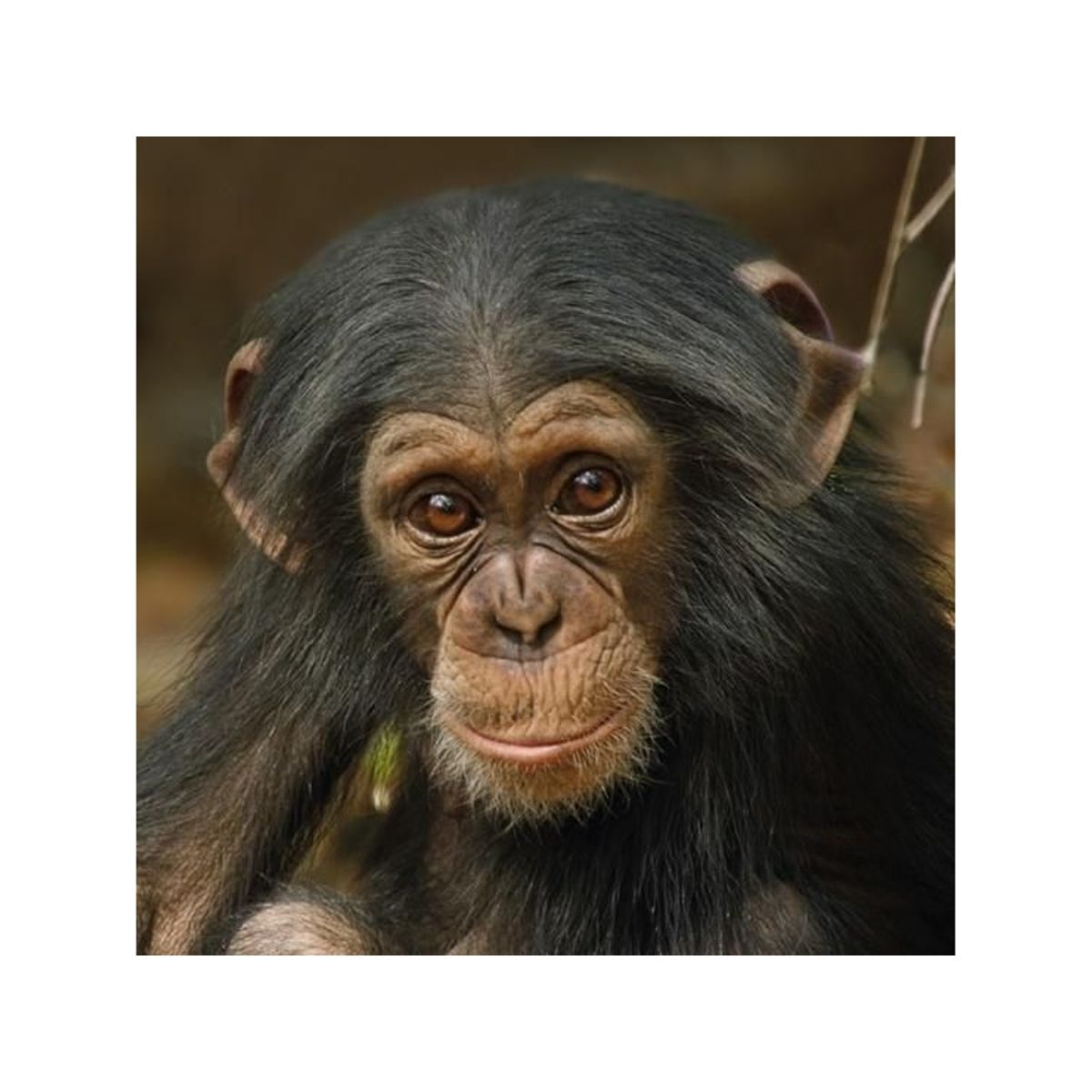 Museums & Galleries Karnet Kwadrat Z Kopert Baby Chimp