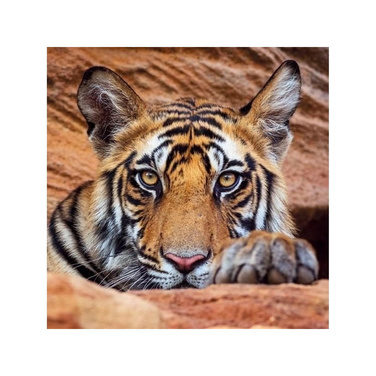 Museums & Galleries Karnet Kwadrat Z Kopert Tiger Cub