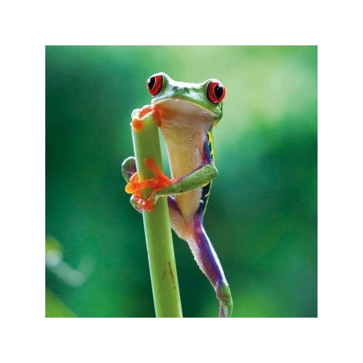 Museums & Galleries Karnet Kwadrat Z Kopert Red Eyed Frog