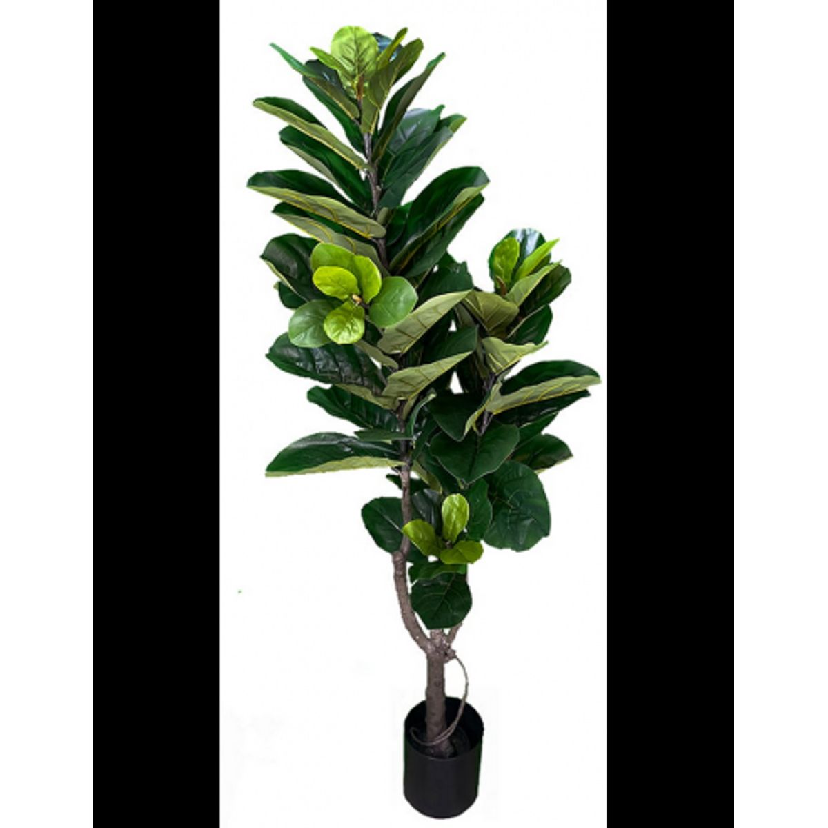 Kunstig Ficus plante H180 cm - Grøn