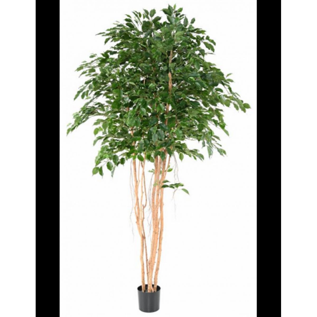 Stort kunstigt Ficus træ H260 cm - Grøn