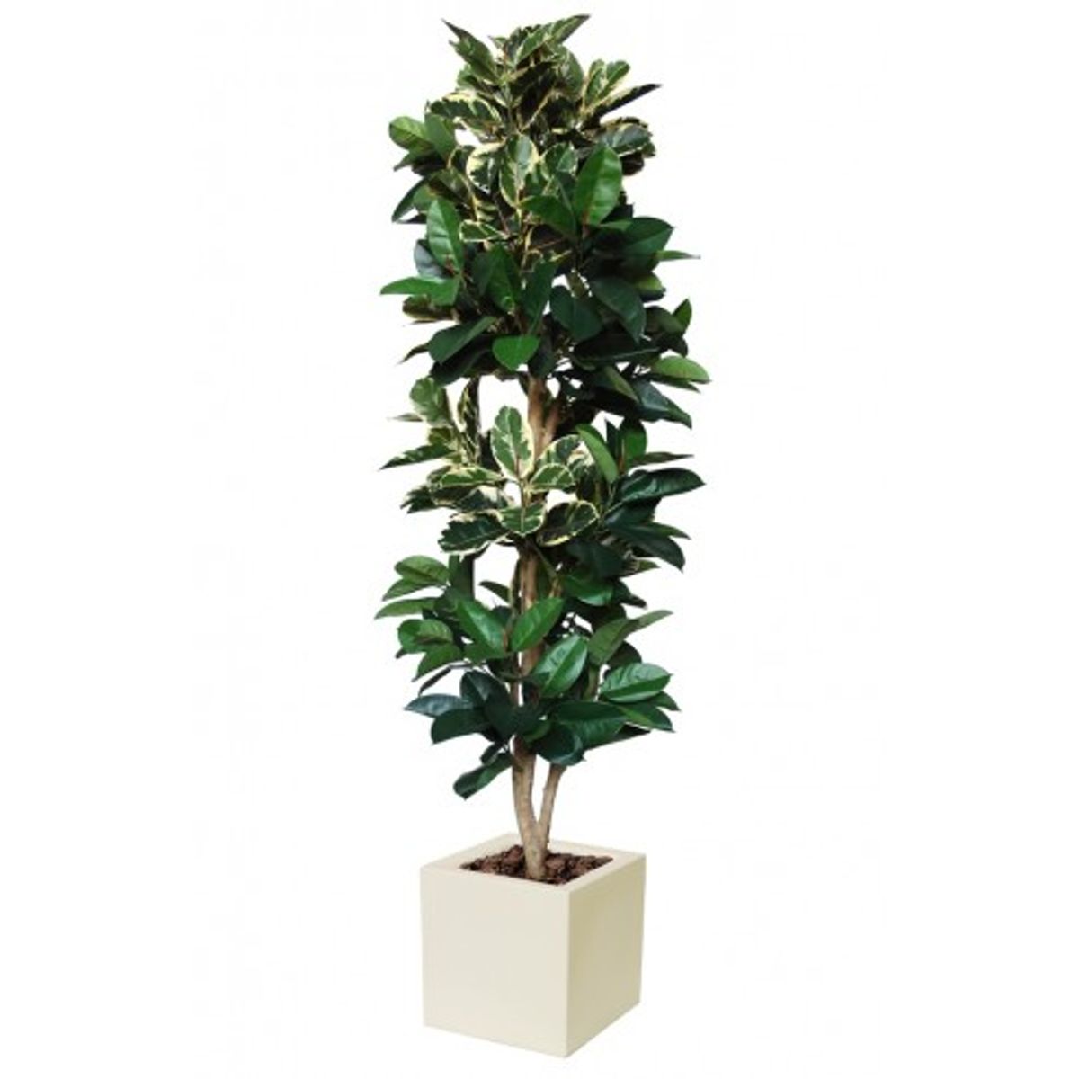 Stort kunstigt Ficus Elastica træ med potte H250 cm