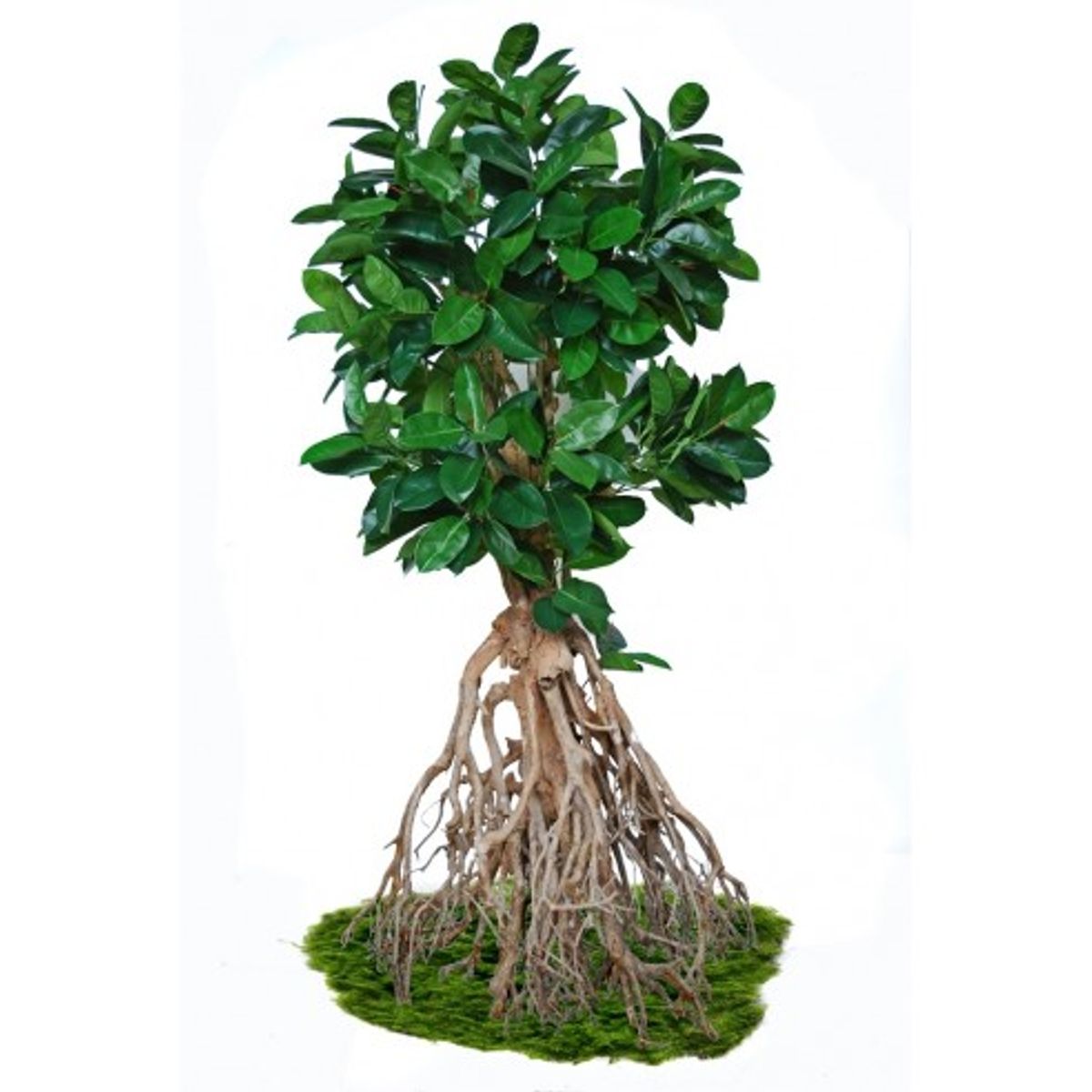 Stort kunstigt Ficus Elastica træ H260 cm