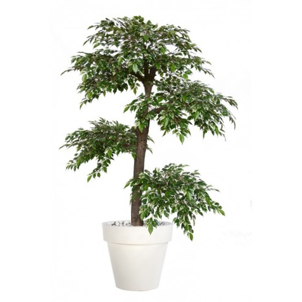 Stort kunstigt Ficus Nitida træ med potte H220 cm