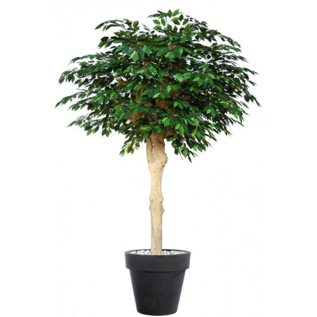 Stort kunstigt Ficus Exotica træ med potte H250 cm