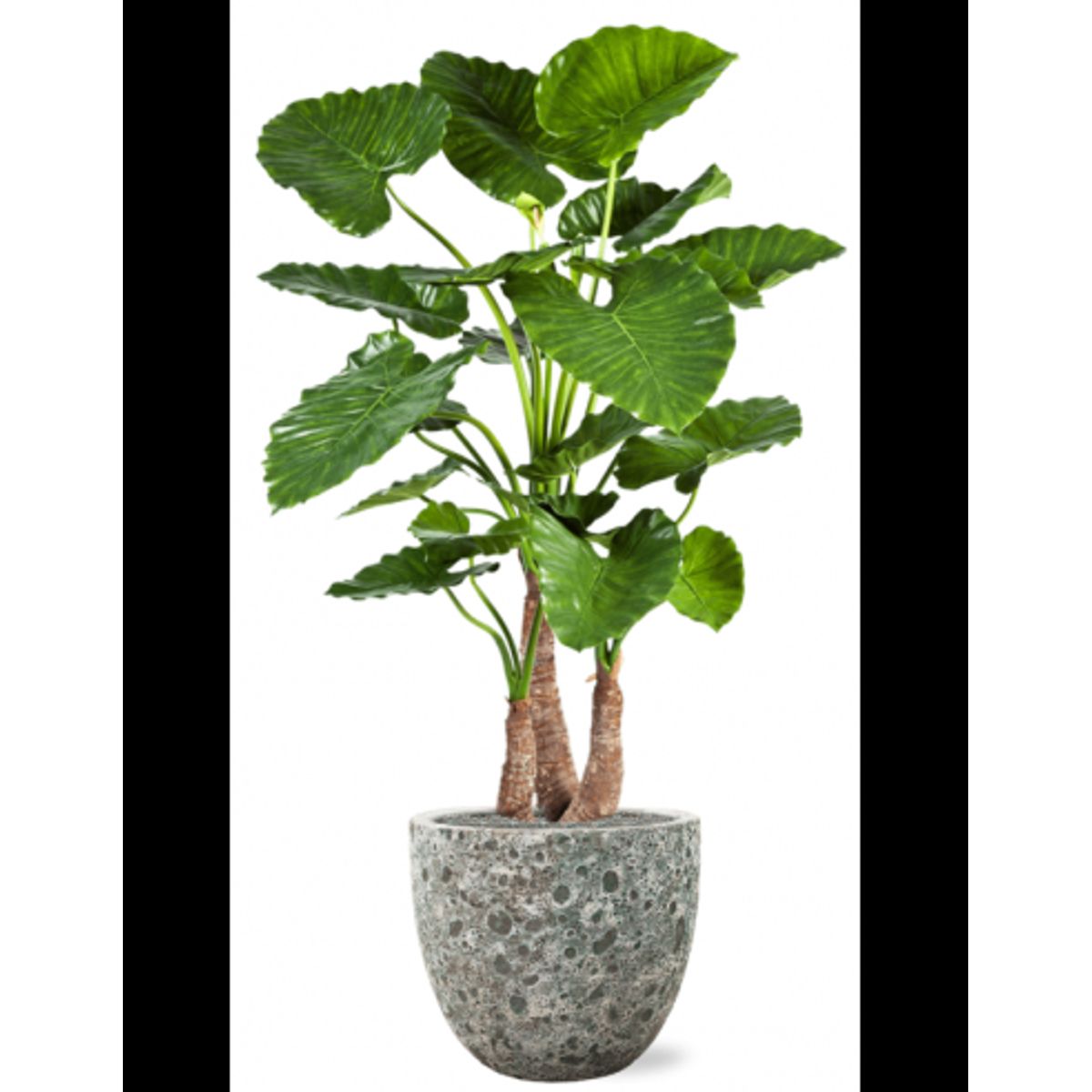 Sammenplantning med krukke og kunstig Alocasia Calidora plante H159 cm