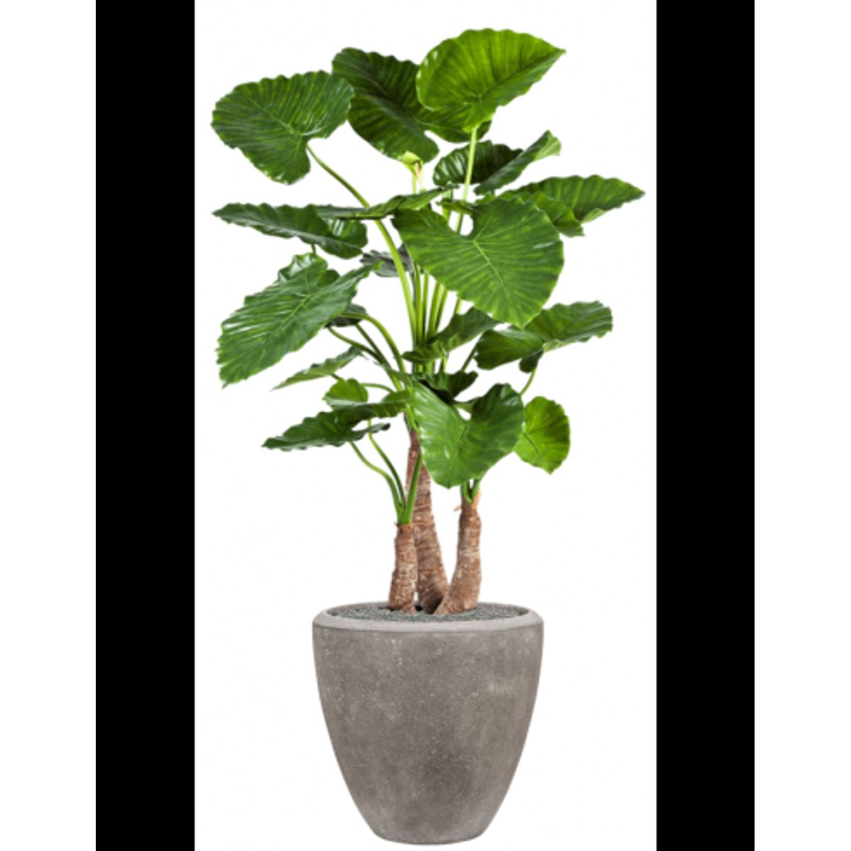 Sammenplantning med krukke og kunstig Alocasia Calidora plante H167 cm