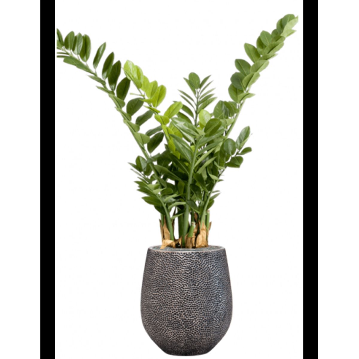 Sammenplantning med krukke og kunstig Zamioculcas plante H128 cm