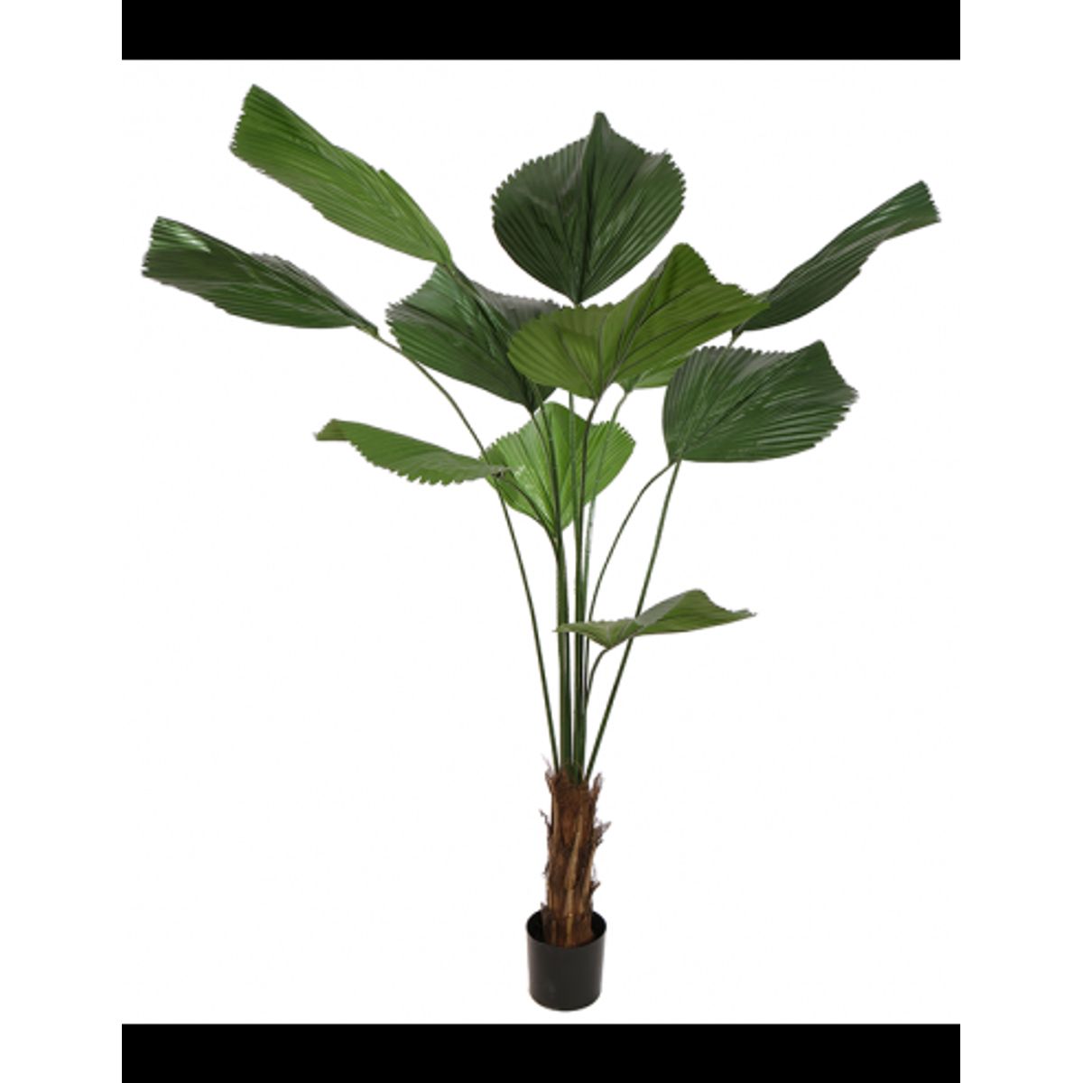 Kunstig Licuala Grandis plante H180 cm