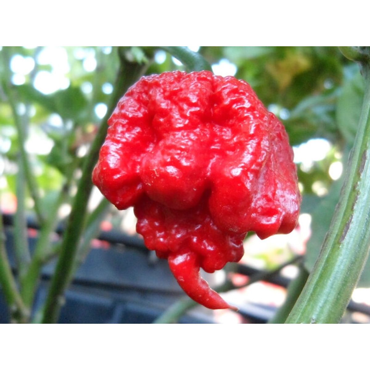 Carolina Reaper