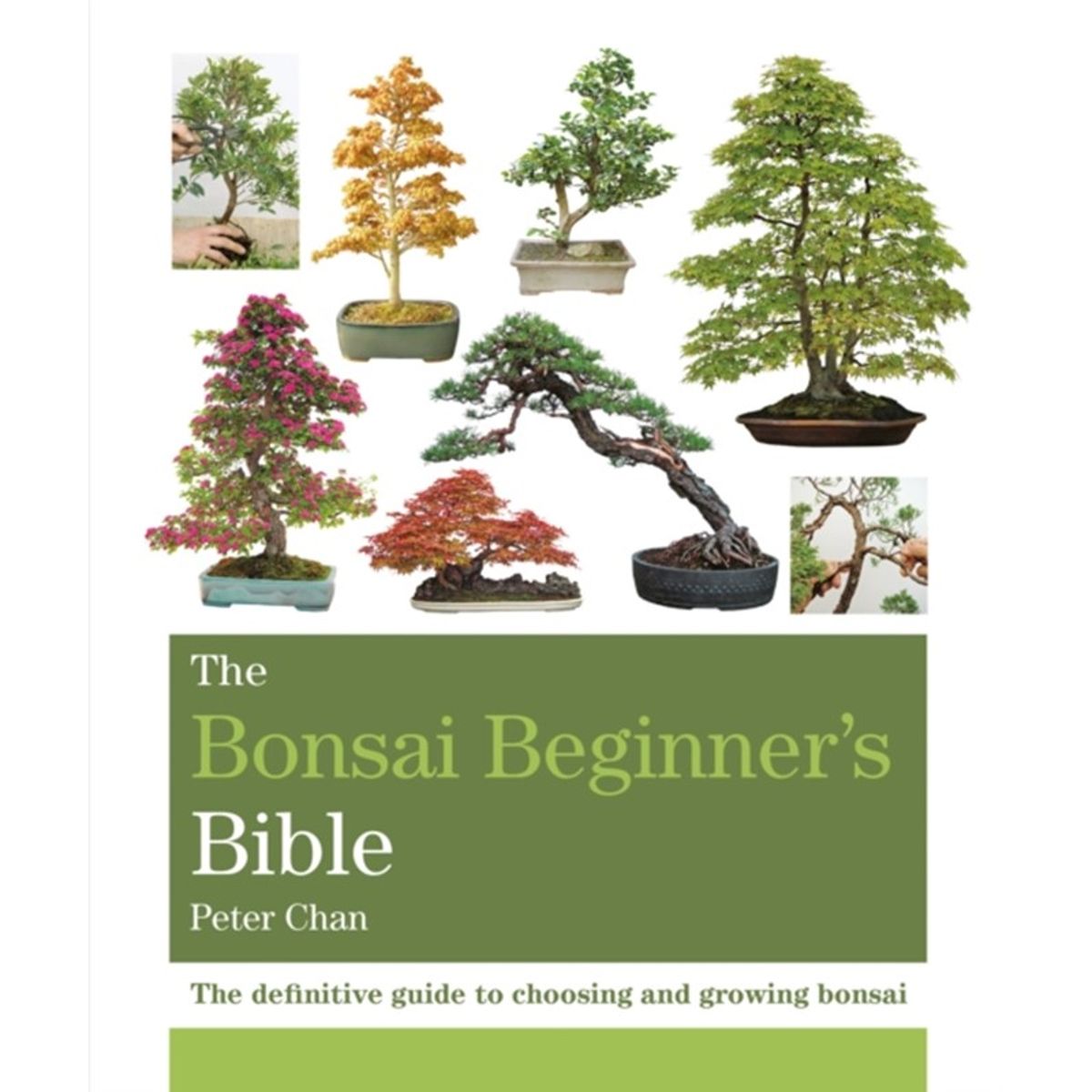 The Bonsai Beginner's Bible