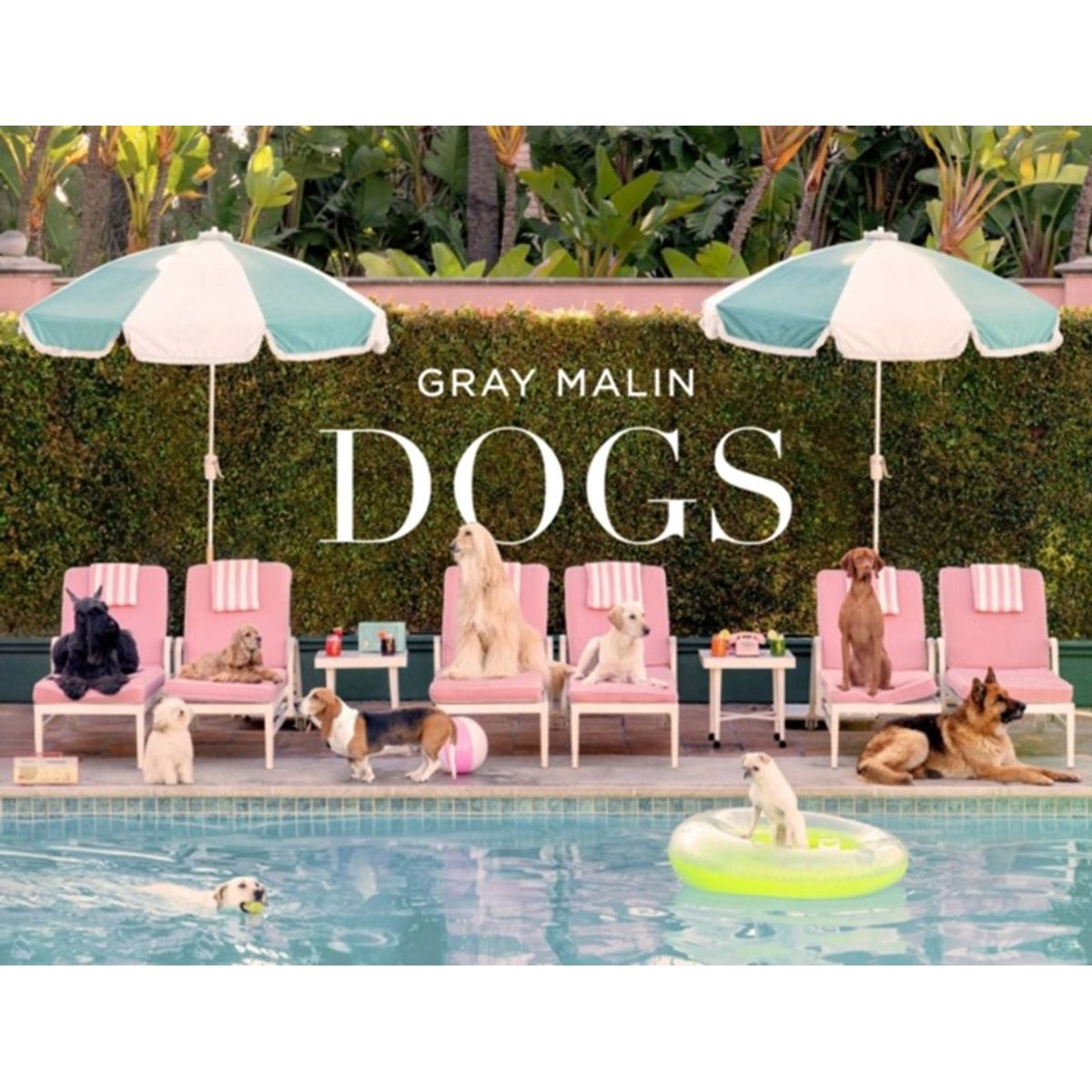 Gray Malin: Dogs