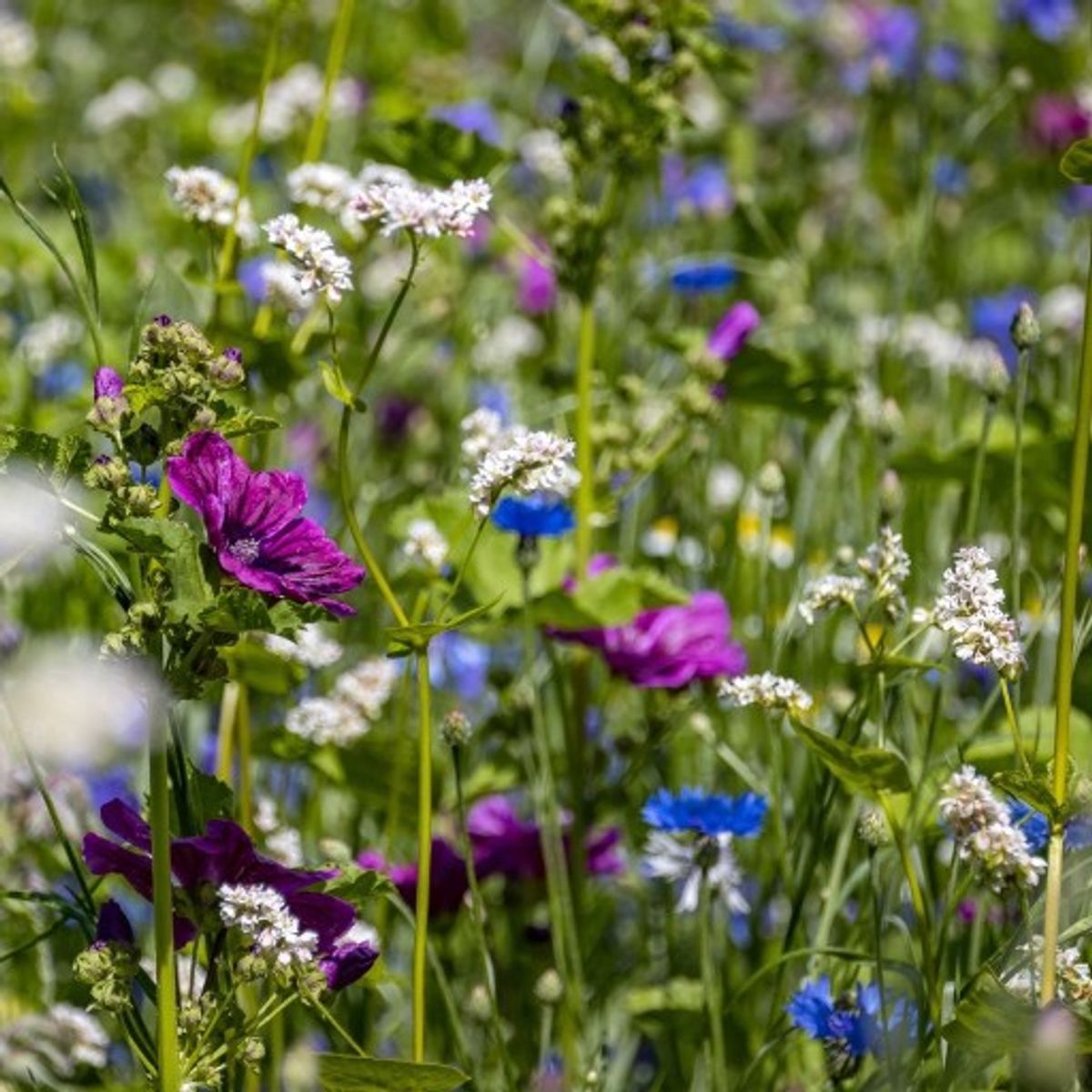 Linds Countryside blomsterblanding, 5 kg