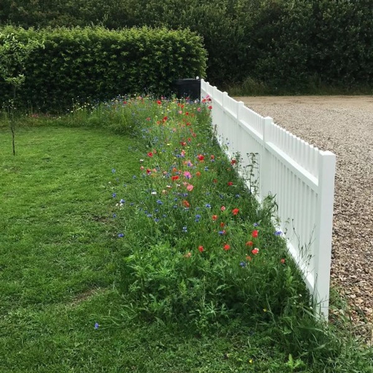 Linds Robust blomsterblanding uden græs, 1 kg