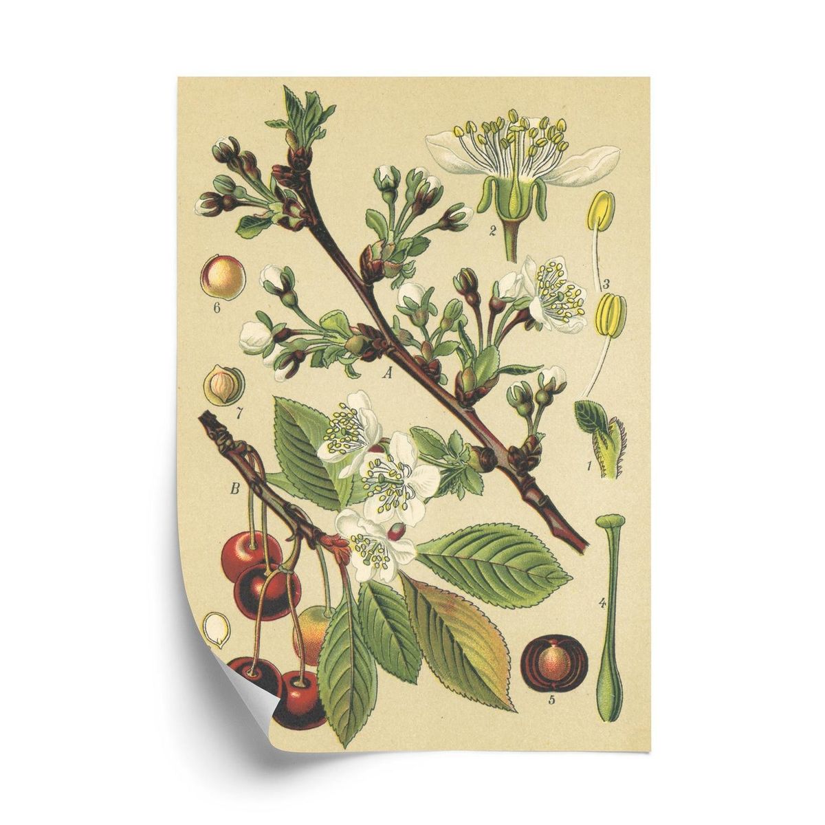 Plakat - Vintage botanisk illustration af kirsebærblomster