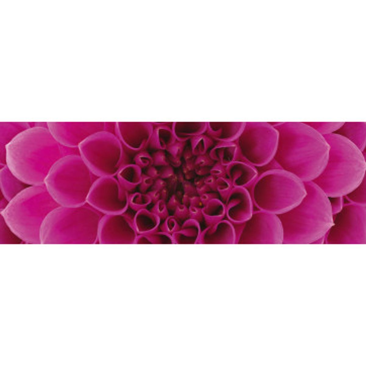 Stænkfolie til køkken - Pink Dahlia