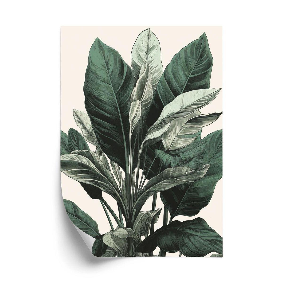 Plakat - Grøn philodendron plante