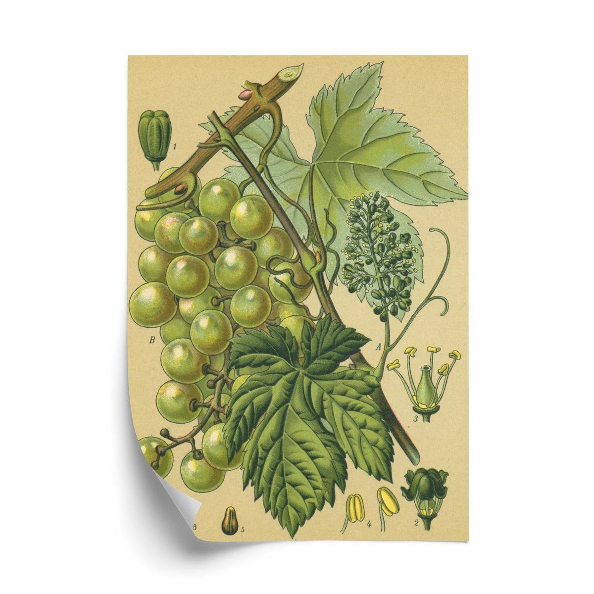 Plakat - Vintage botanisk illustration af druer med blade