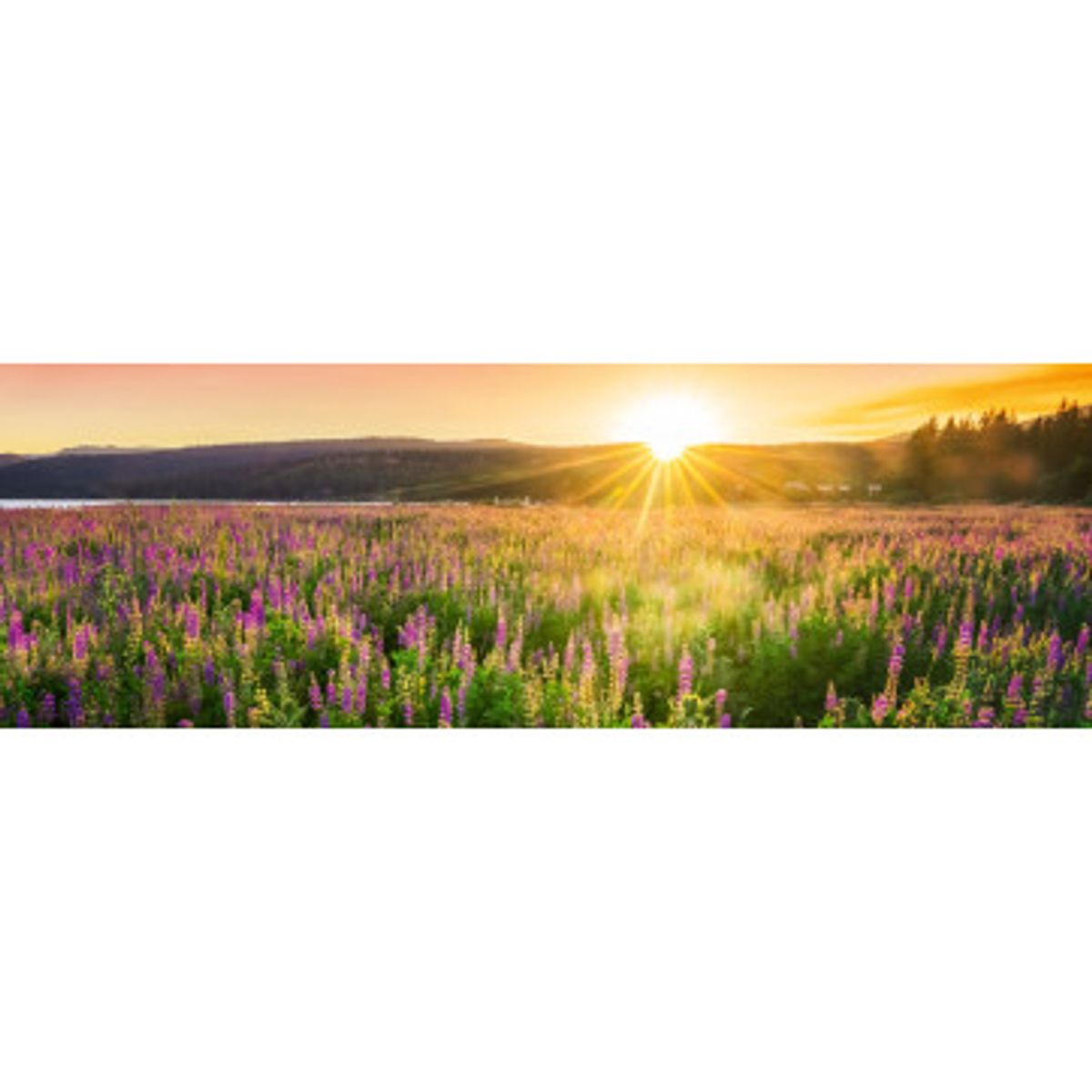 Stænkfolie til køkken - Sunset Over Field