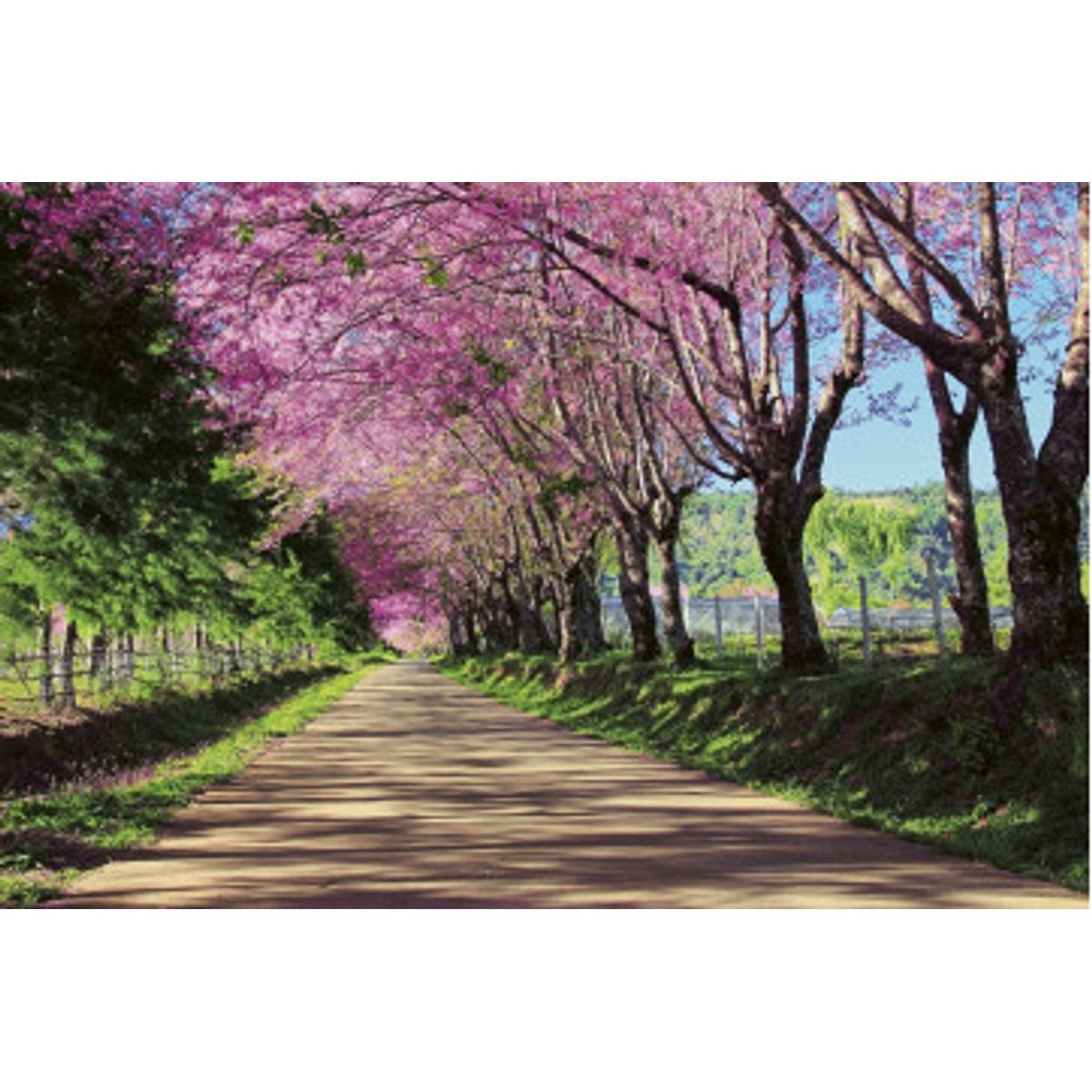 Fototapet - Blossom Alley