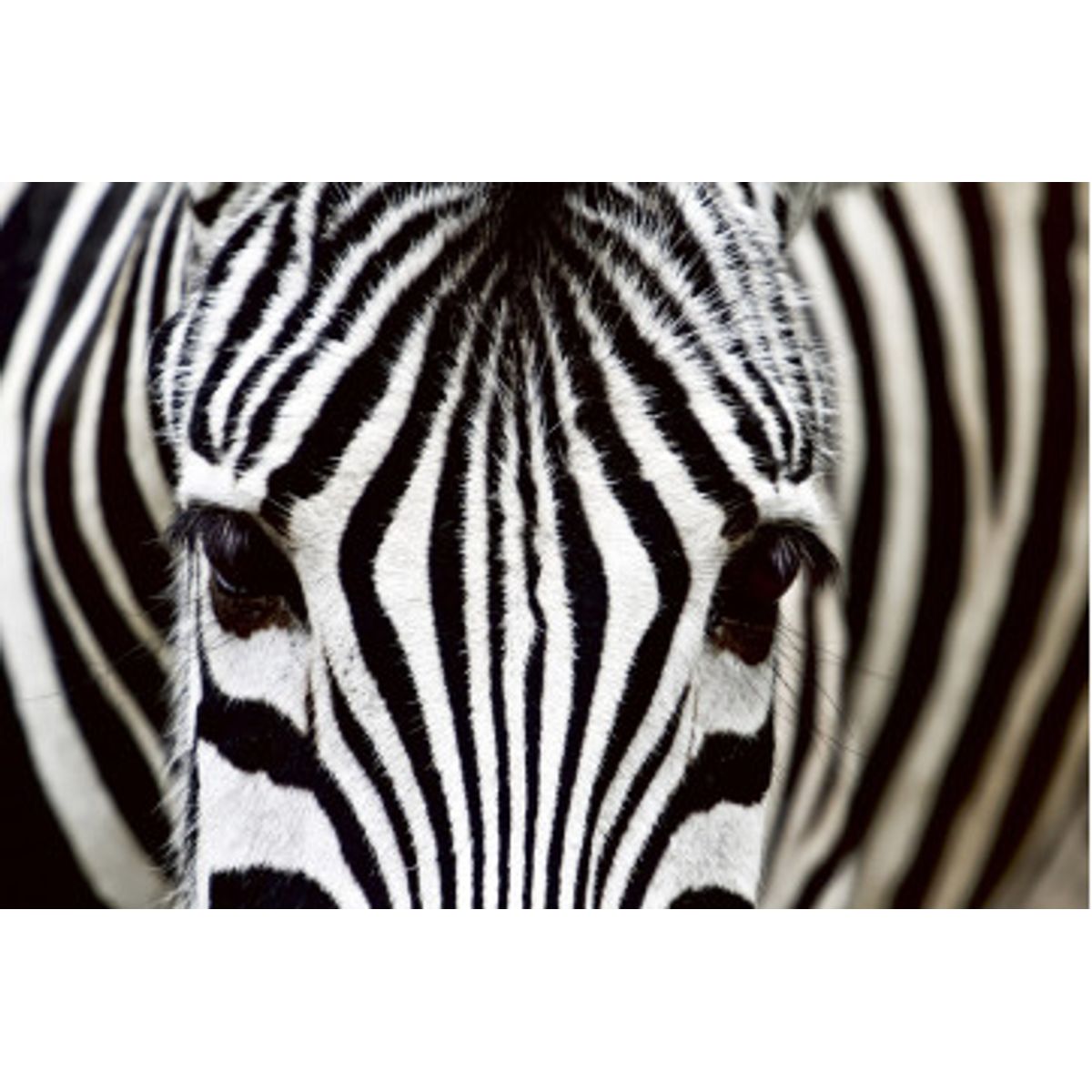 Fototapet - Zebra