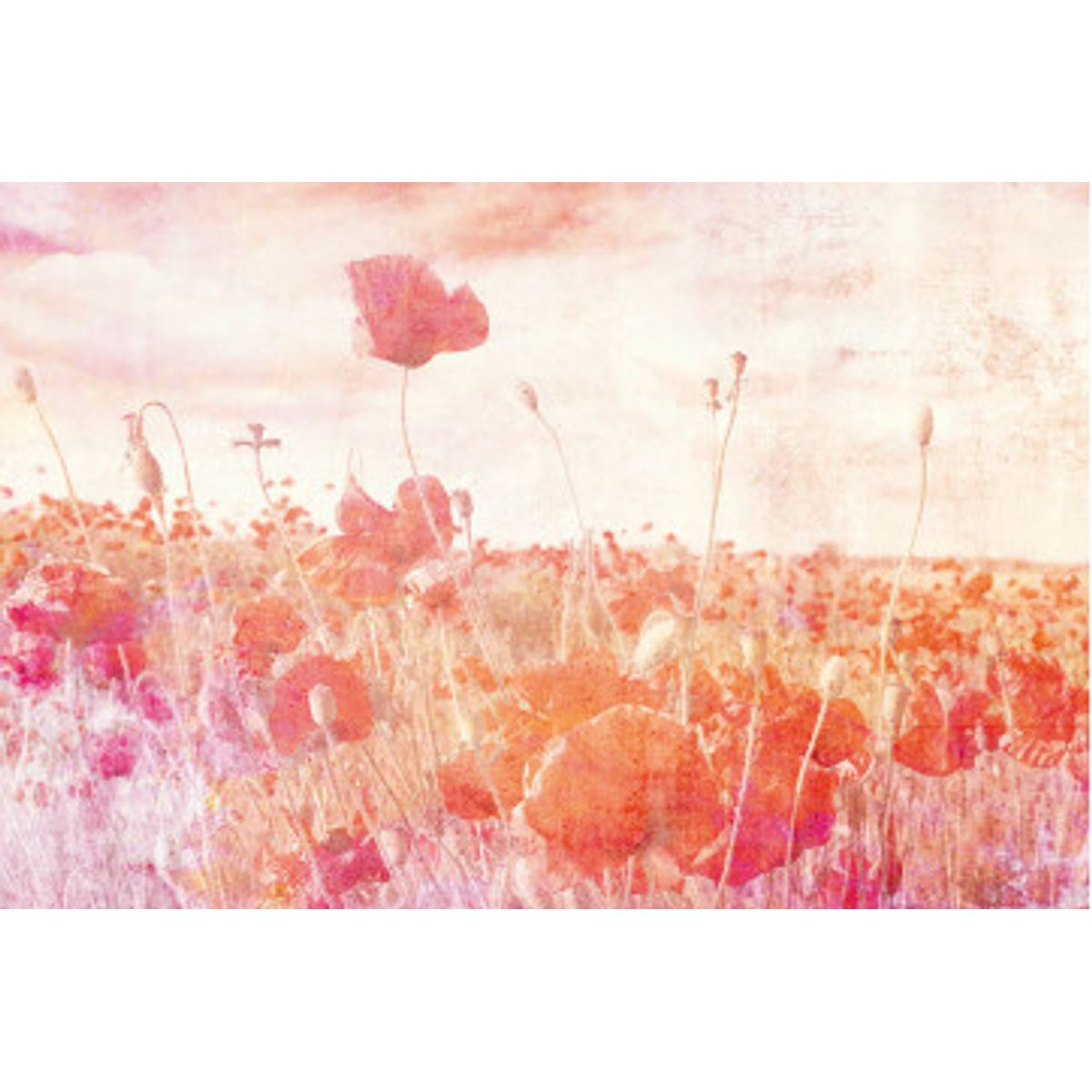 Fototapet - Poppies Abstract